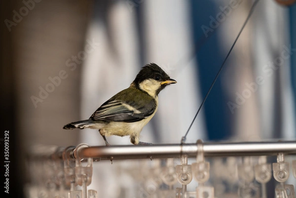 Obraz 洗濯ハンガーに留まるシジュウカラの幼鳥