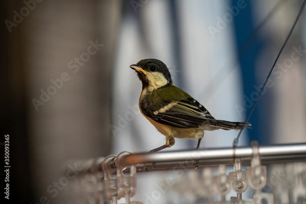 Obraz 洗濯ハンガーに留まるシジュウカラの幼鳥