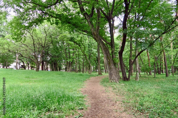 Fototapeta 東村山中央公園