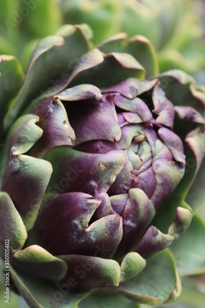 Obraz artichoke on a green background