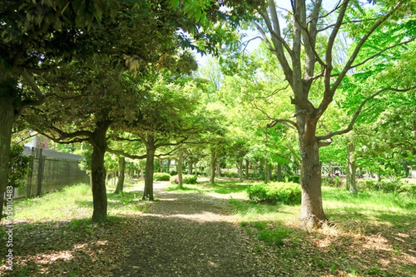 Fototapeta 東村山中央公園
