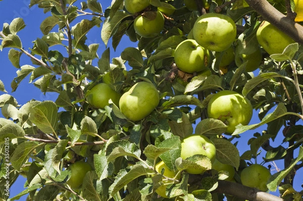 Fototapeta green apples on the tree .