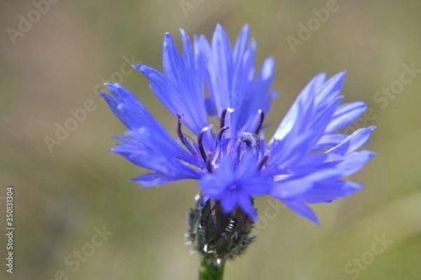 Obraz Flores del Campo