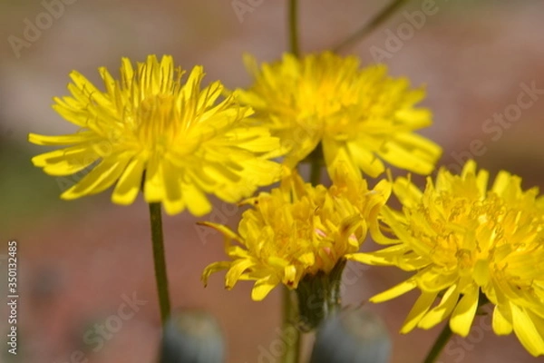 Obraz Flores del Campo