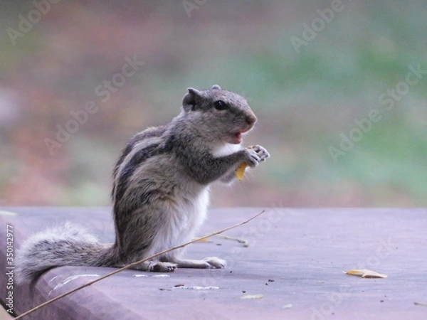 Obraz squirrel eating nut