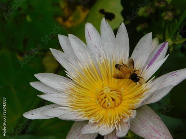 Obraz bee on a flower