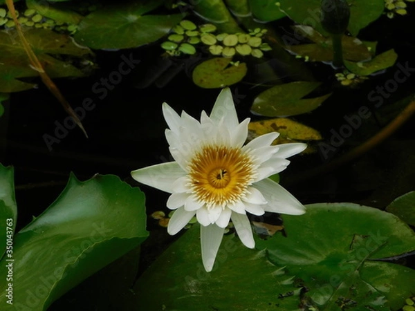 Obraz white lotus flower