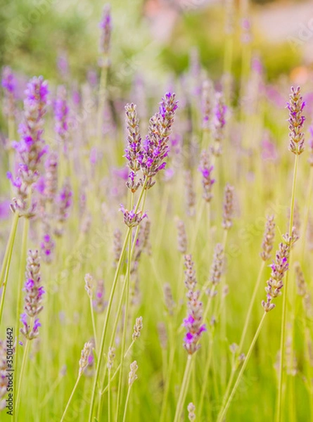 Fototapeta Lavender blooming in a summer time, selective focus