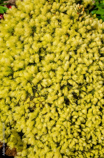 Fototapeta 
Background from evergreen flowering plant.