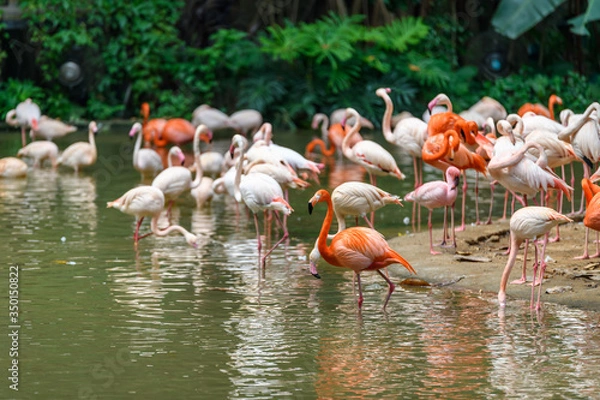 Obraz A group of flamingos live by the river