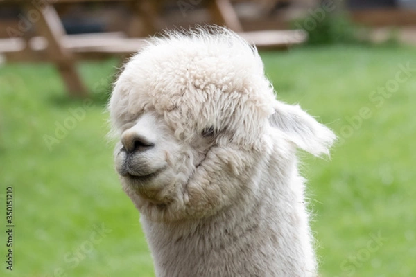 Fototapeta White Alpaca, a white alpaca in a green meadow. Selective focus on the head of the alpaca. photo of head