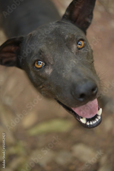 Fototapeta portrait of a poor dog