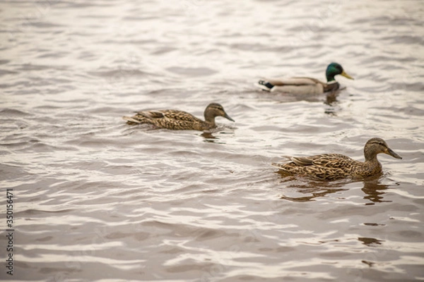 Fototapeta wild ducks swim and bathe in the river