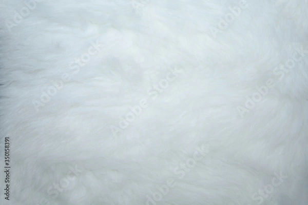 Fototapeta ファー