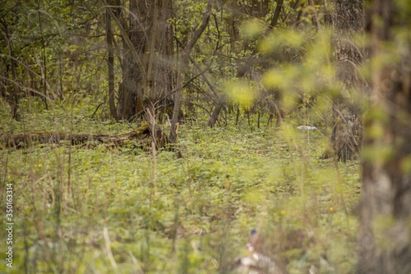 Obraz Forest with trees, grass, glades and flowers