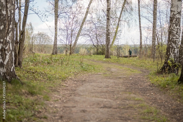 Obraz Forest with trees, grass, glades and flowers