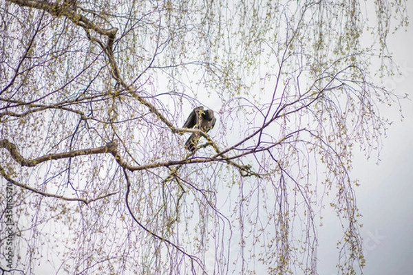 Obraz blue sky with white and grey rain clouds