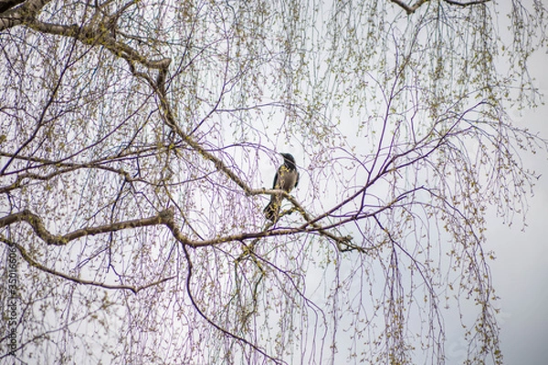 Obraz blue sky with white and grey rain clouds