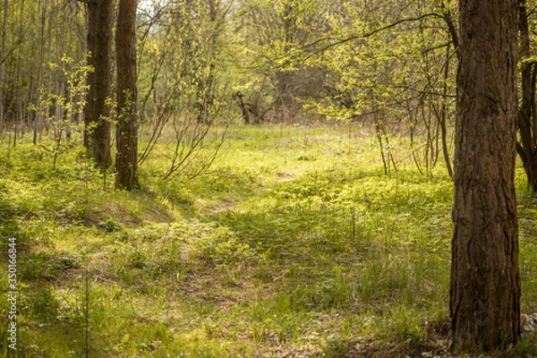 Obraz Forest with trees, grass, glades and flowers