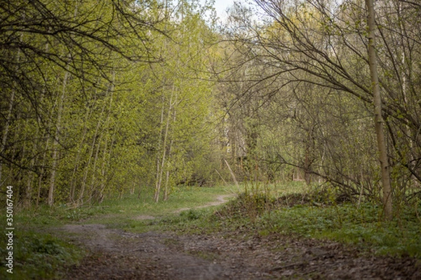 Obraz Forest with trees, grass, glades and flowers