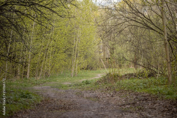 Obraz Forest with trees, grass, glades and flowers