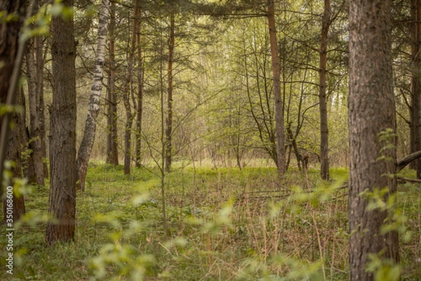 Obraz Forest with trees, grass, glades and flowers