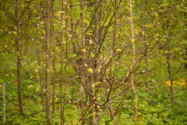Obraz Forest with trees, grass, glades and flowers