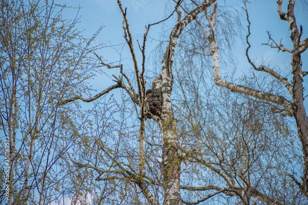 Obraz A tree from a lower angle with sky gaps