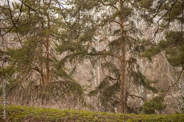 Obraz Forest with trees, grass, glades and flowers