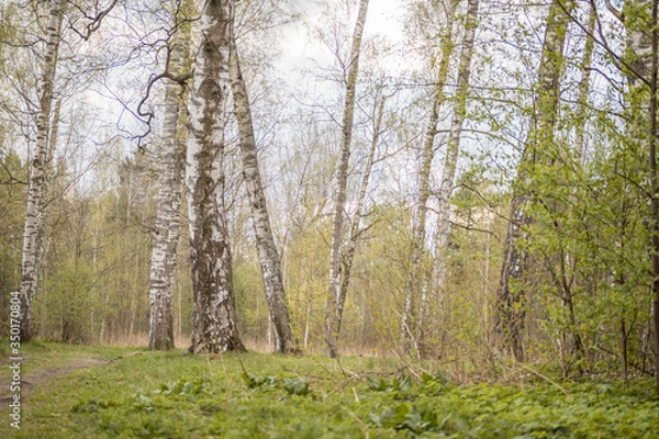 Obraz Forest with trees, grass, glades and flowers