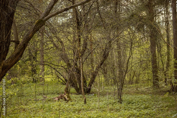Obraz Forest with trees, grass, glades and flowers