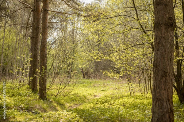 Obraz Forest with trees, grass, glades and flowers
