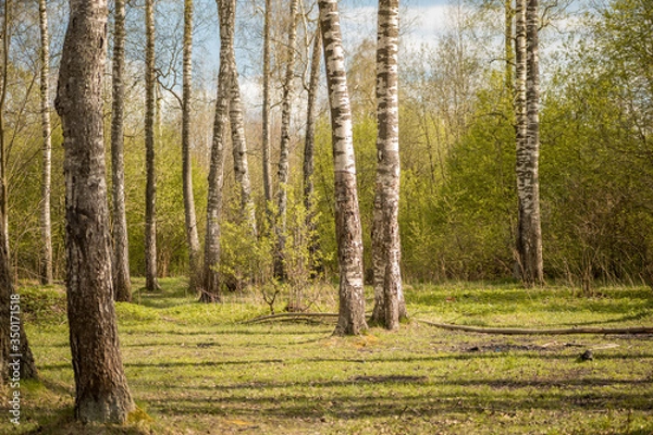 Obraz Forest with trees, grass, glades and flowers