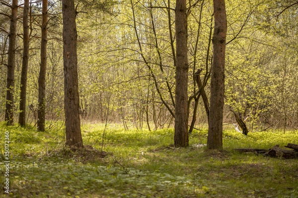 Obraz Forest with trees, grass, glades and flowers