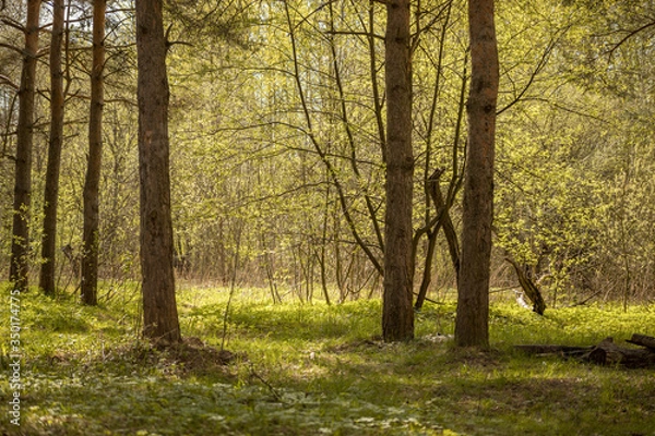 Obraz Forest with trees, grass, glades and flowers
