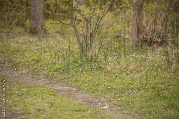 Obraz Forest with trees, grass, glades and flowers