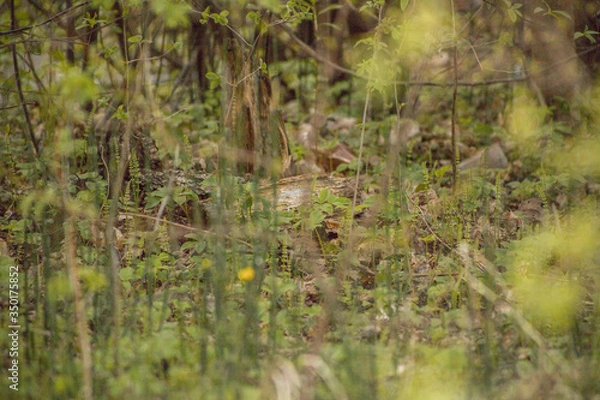 Obraz Forest with trees, grass, glades and flowers