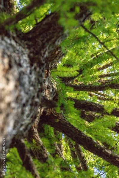 Obraz A tree from a lower angle with sky gaps