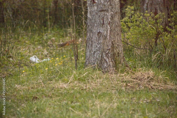 Obraz Forest with trees, grass, glades and flowers