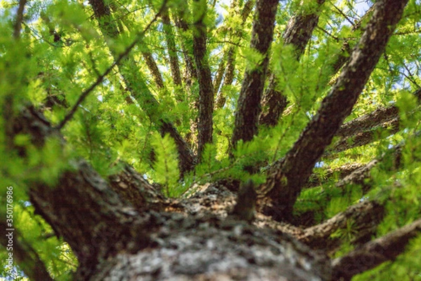 Obraz A tree from a lower angle with sky gaps