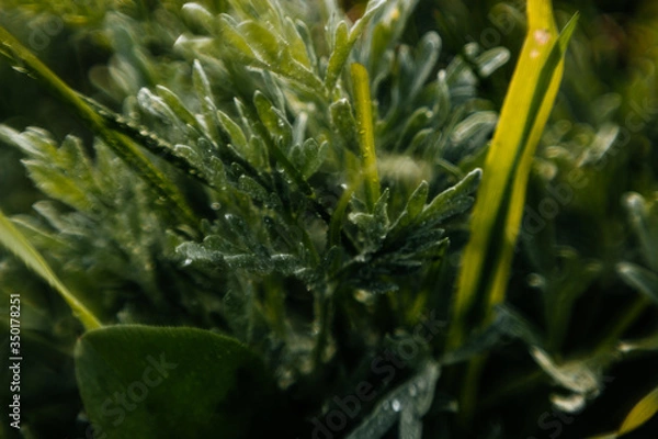 Fototapeta Macro grass with dew drops. Art blur
