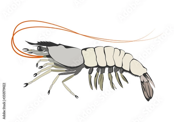 Obraz Shrimp, prawn design element vector illustration.