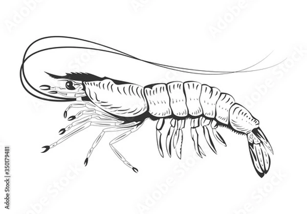 Obraz Shrimp, prawn design element vector illustration.
