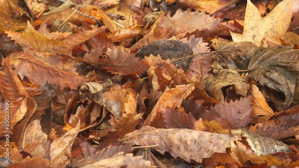 Fototapeta 落ち葉