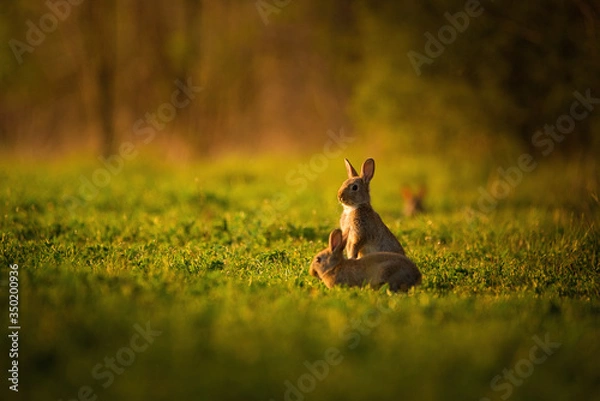 Obraz European rabbit - Oryctolagus cuniculus on a meadow