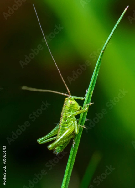 Obraz macro photography, insect, grasshopper, 