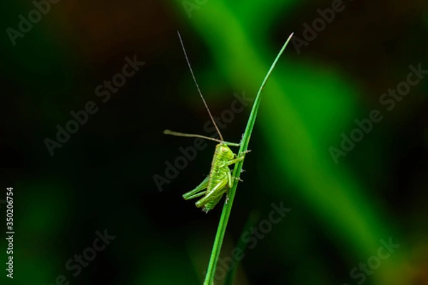 Obraz macro photography, insect, grasshopper, 