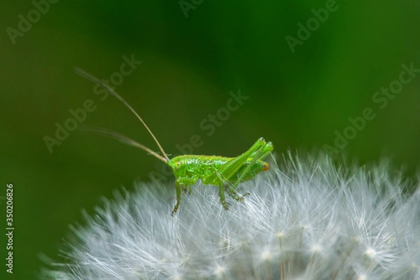 Obraz grasshopper on a leaf