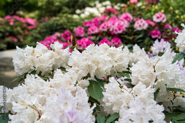 Fototapeta Rhododendron in bloom with flowers. Azalea bushes in the park. A great decoration for any garden