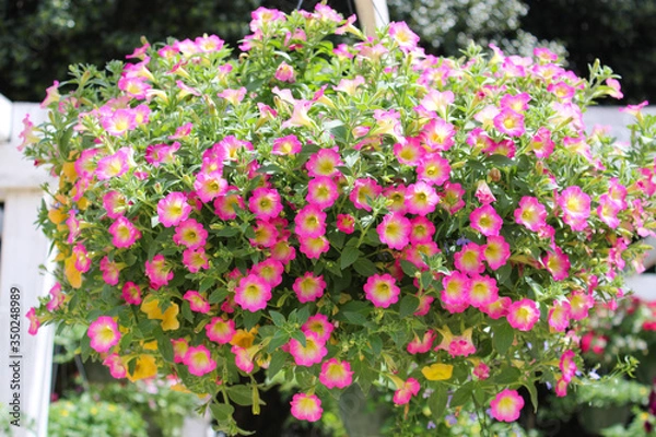 Fototapeta Hanging basket